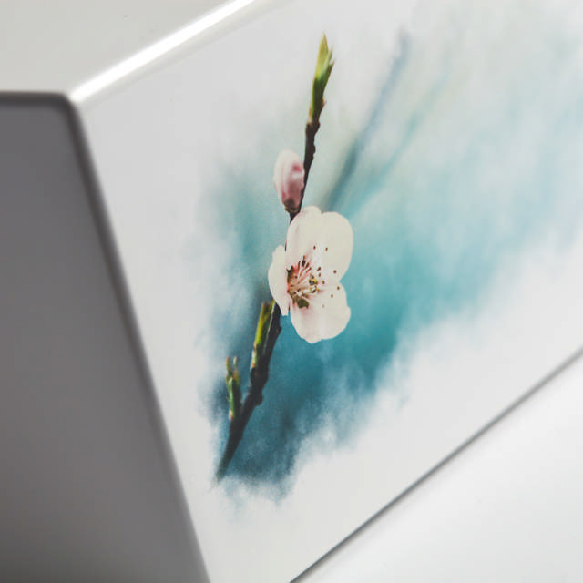 Somerset Cherry Blossoms