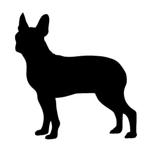 Boston Terrier