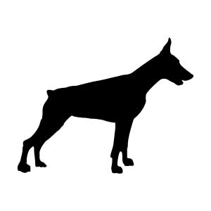 Doberman Pinscher