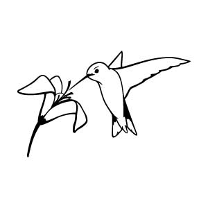 Hummingbird