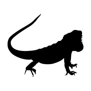 Iguana