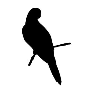 Parrot